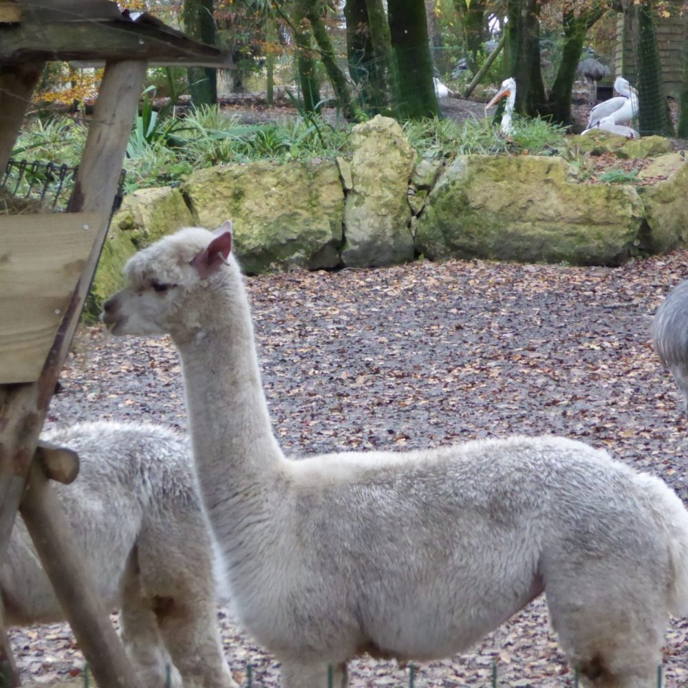 Vignette Plaine <br> sud americaine