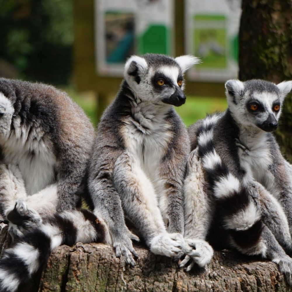 Vignette Safari Maki