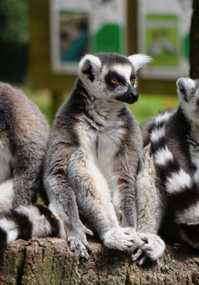 Vignette Safari Maki