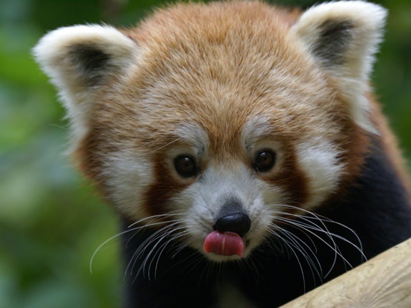vignette Goûter des pandas roux