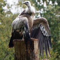 Vignette Vautour fauve