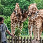 Séparateur de contenu