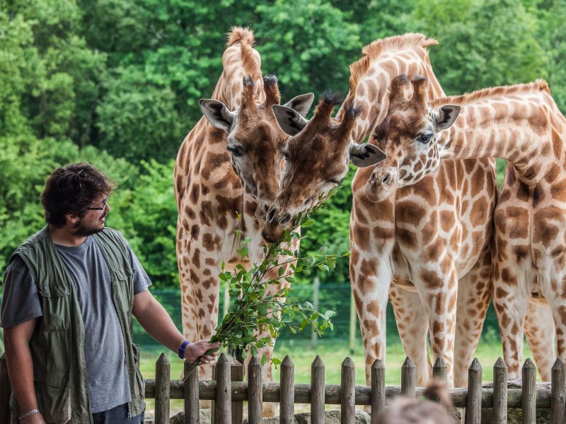 vignette Goûter des girafes