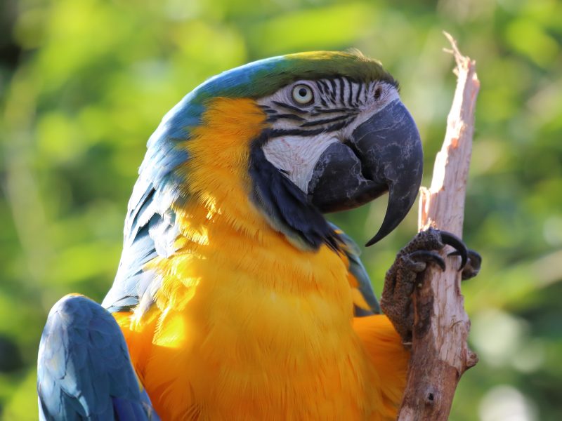 vignette Volière tropicale