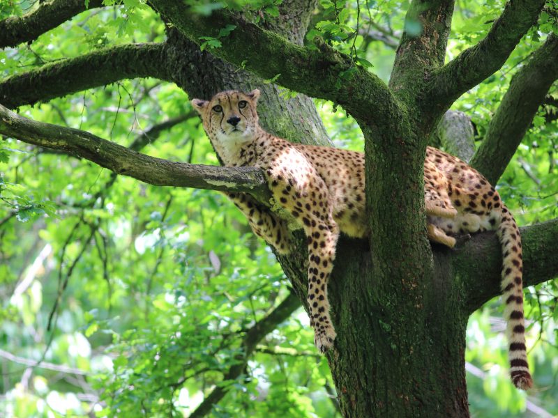 vignette Repas des guépards