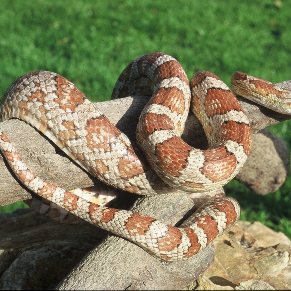 Vignette Parc Serpent