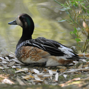 vignette Siffleur du Chili