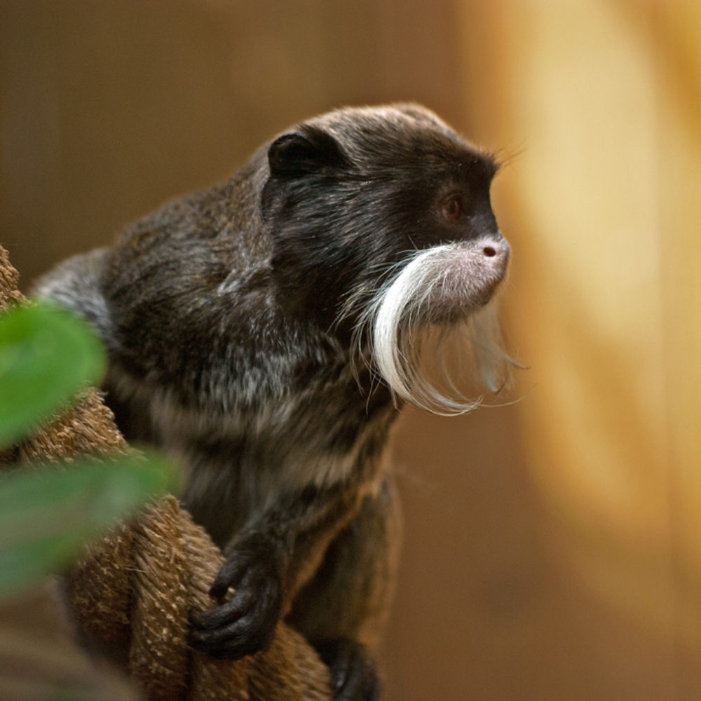 Vignette Tamarin empereur
