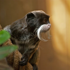 vignette Tamarin empereur