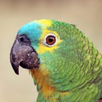 Vignette Amazone à front jaune