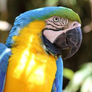 vignette Ara ararauna