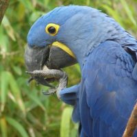 Vignette Ara hyacinthe