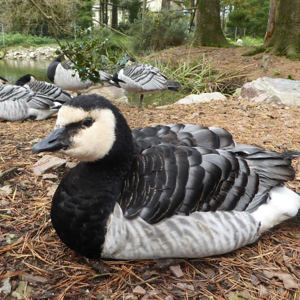 Vignette Bernache nonnette