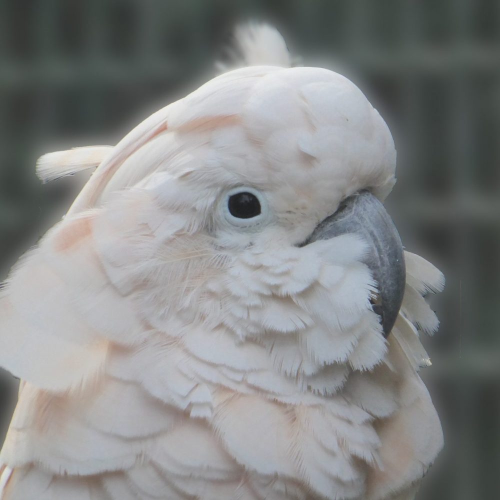 Vignette Cacatoès blanc