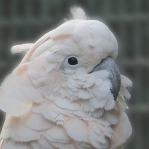 vignette Cacatoès blanc