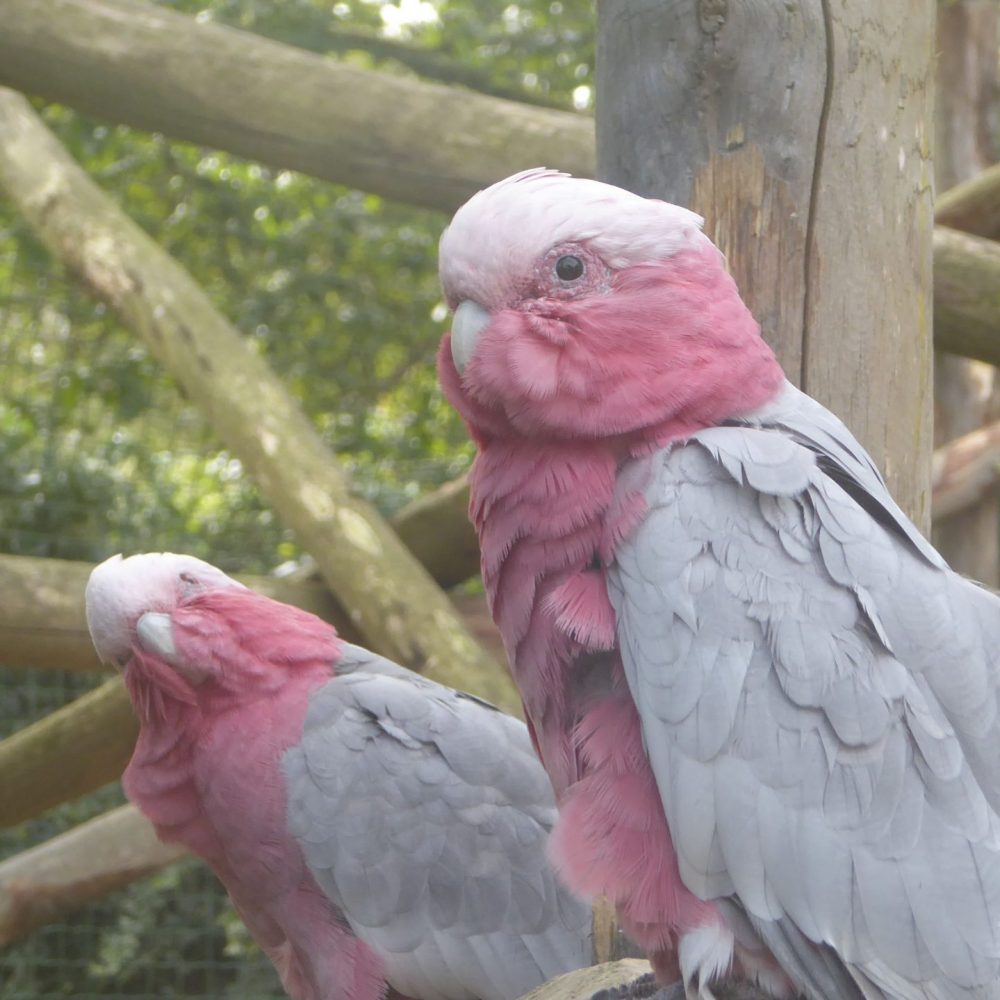 Vignette Cacatoès rosalbin