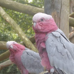 vignette Cacatoès rosalbin