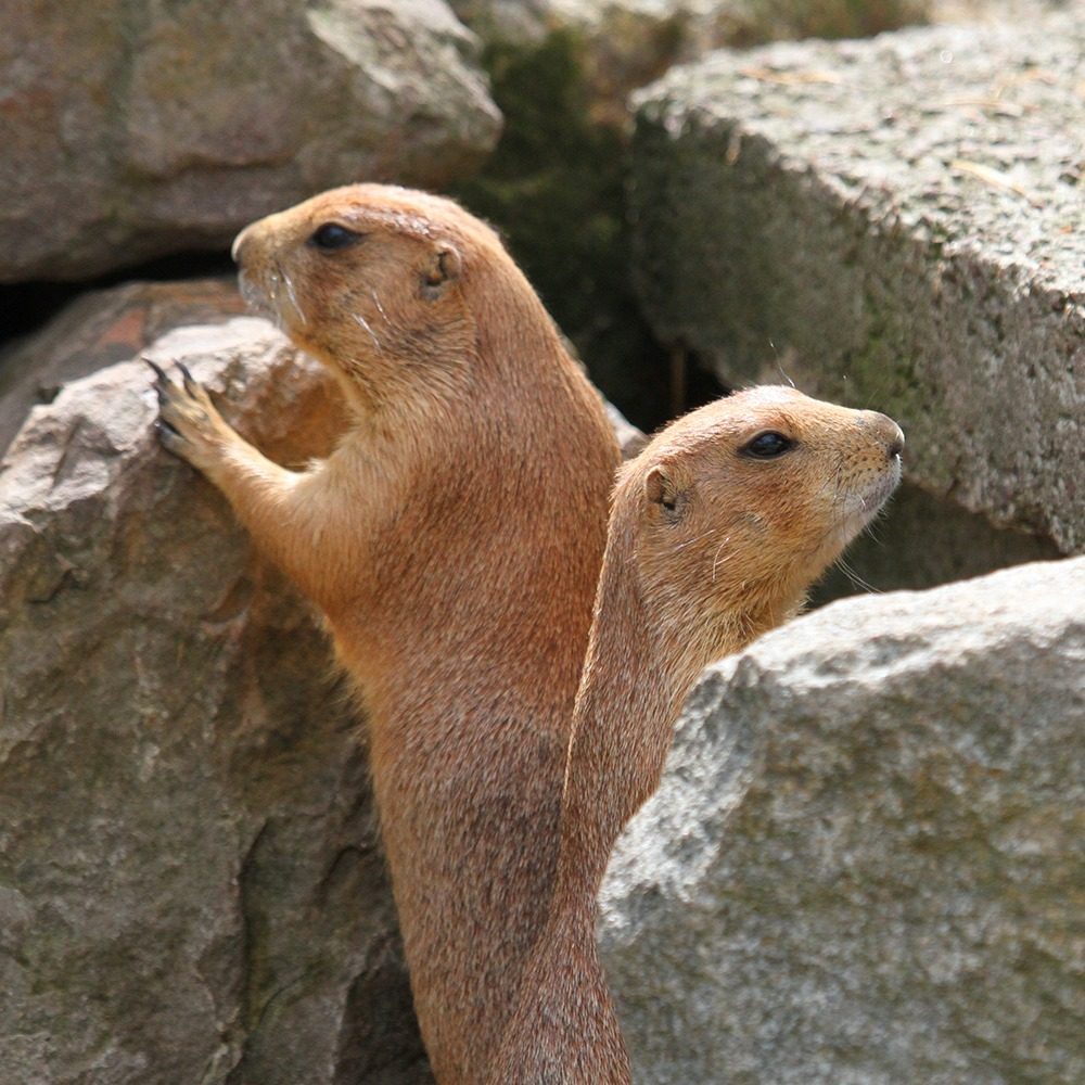 Vignette Chien de prairie