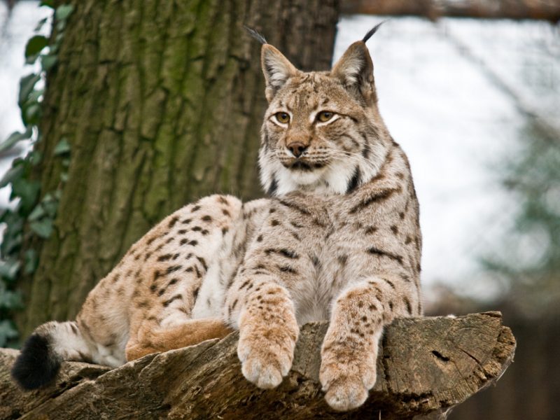 vignette Goûter des lynx