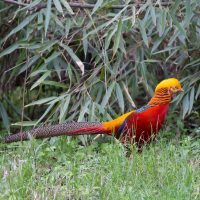 Vignette Faisan doré