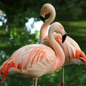 vignette Flamant du Chili