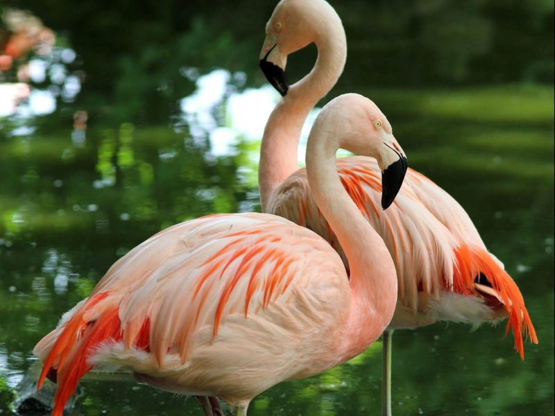 vignette Repas des flamants du Chili