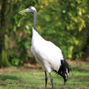 vignette Grue du Japon