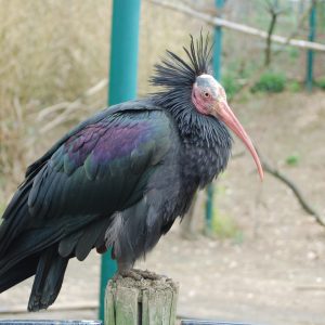 vignette Ibis chauve