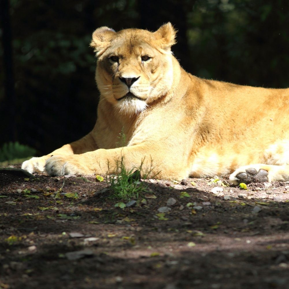 Vignette Lion d&rsquo;Angola