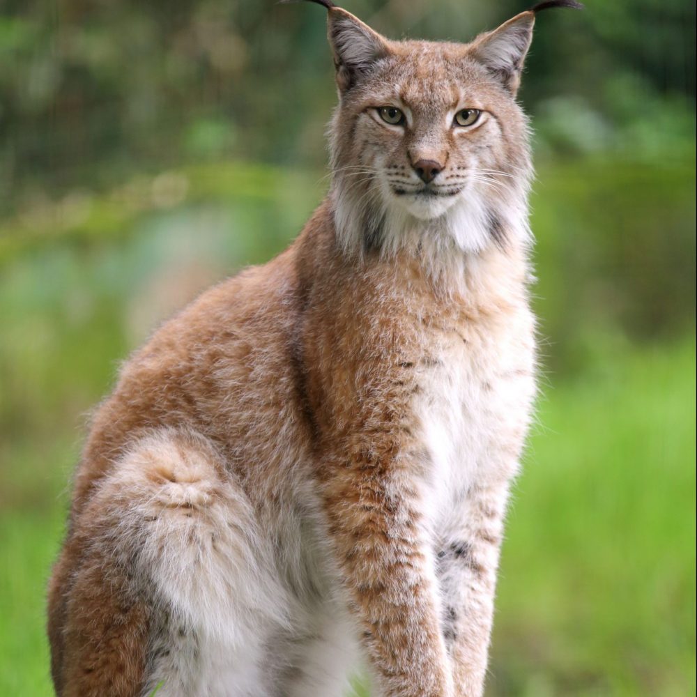 Vignette Lynx d’Eurasie
