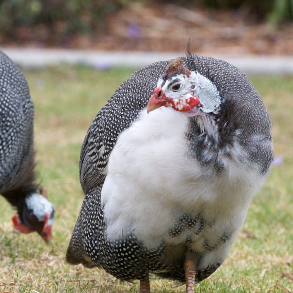 Vignette Pintade blanche