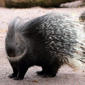 vignette Porc-épic indien