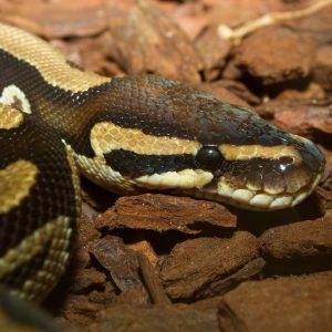 vignette Python royal