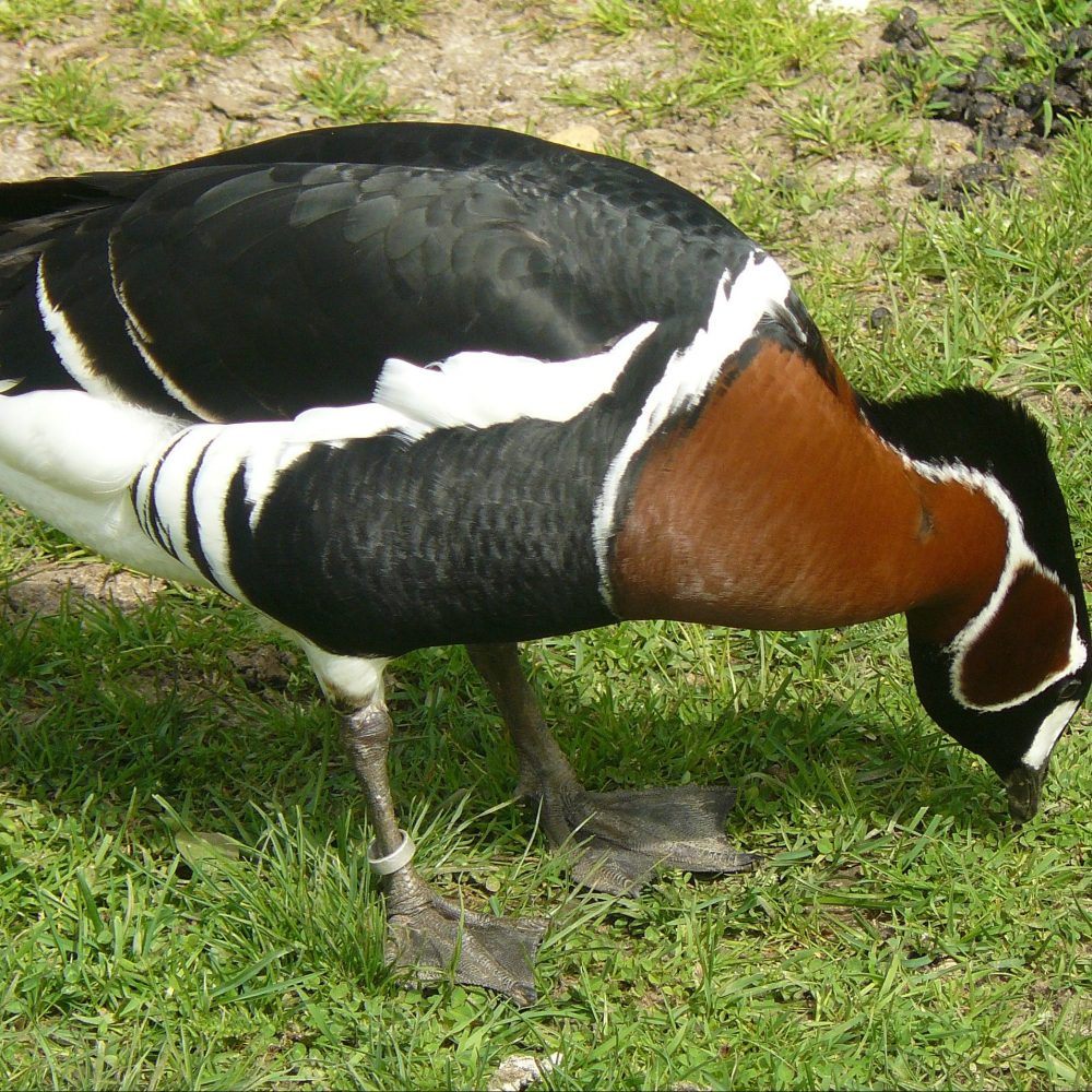 Vignette Bernache à cou roux