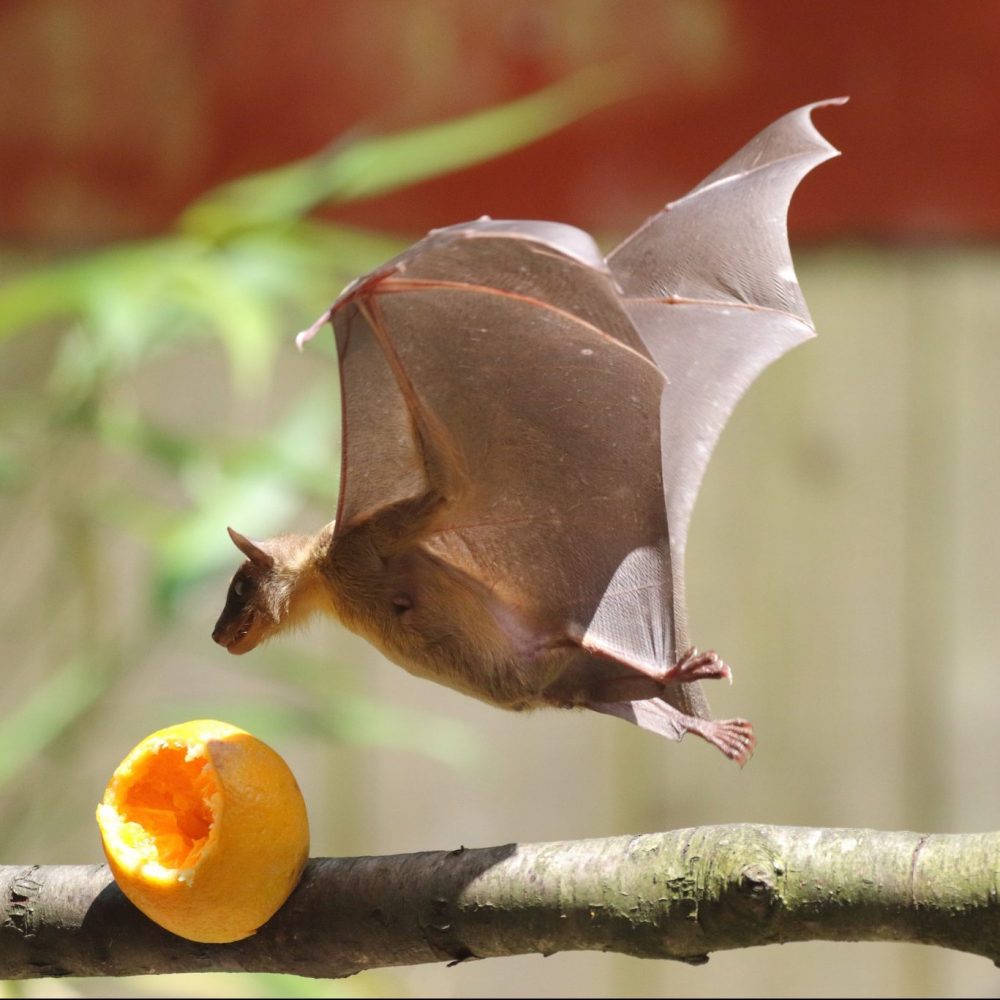 Vignette Roussette d&rsquo;Egypte