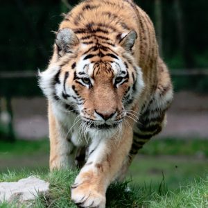 vignette Tigre de Sibérie