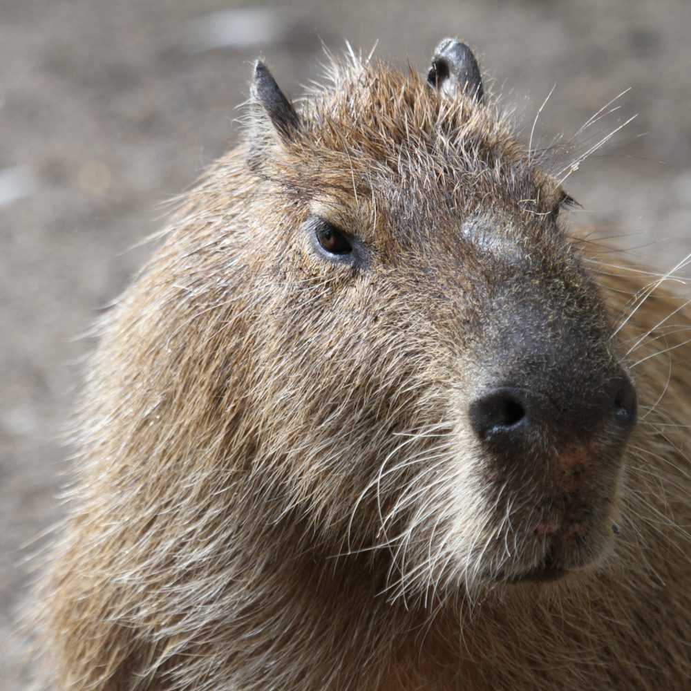 Vignette Capybara