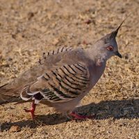 Vignette Colombe lophote