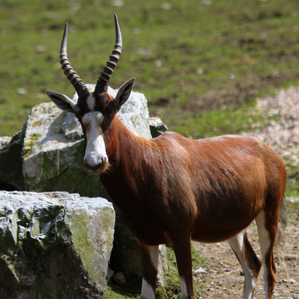 Vignette Damalisque à front blanc