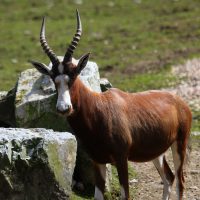 Vignette Damalisque à front blanc