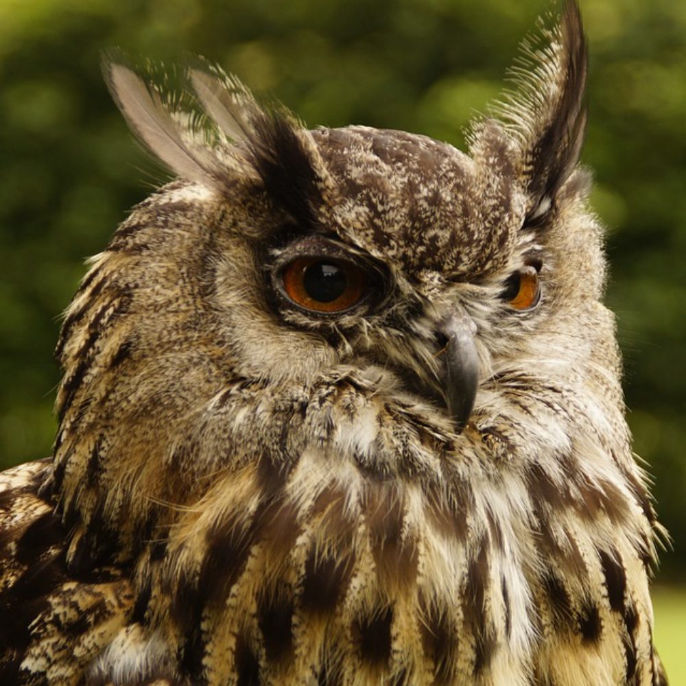 Vignette Hibou grand duc