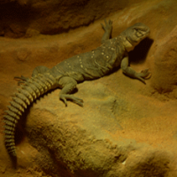 Vignette Fouette queue