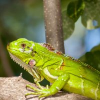 Vignette Iguane vert