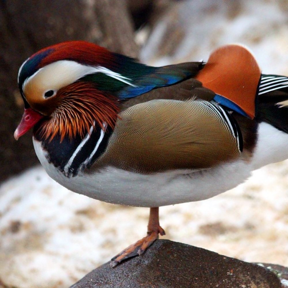 Vignette Canard mandarin
