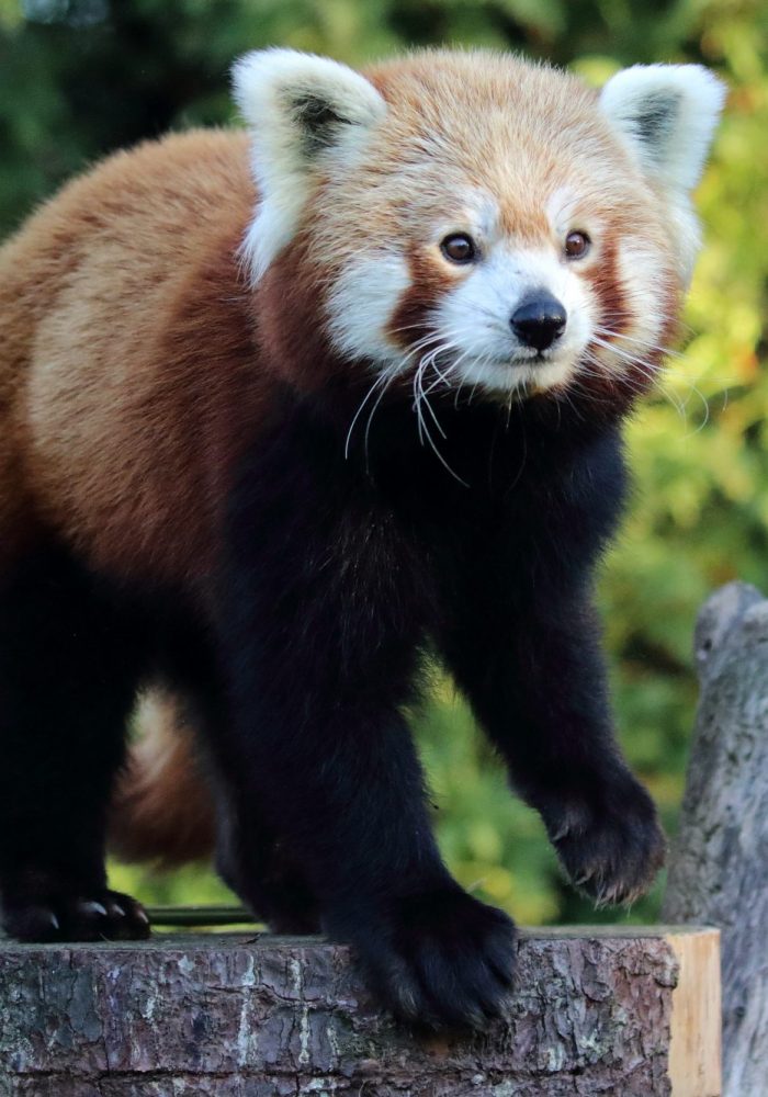 Vignette Parc Animaux Nocturnes
