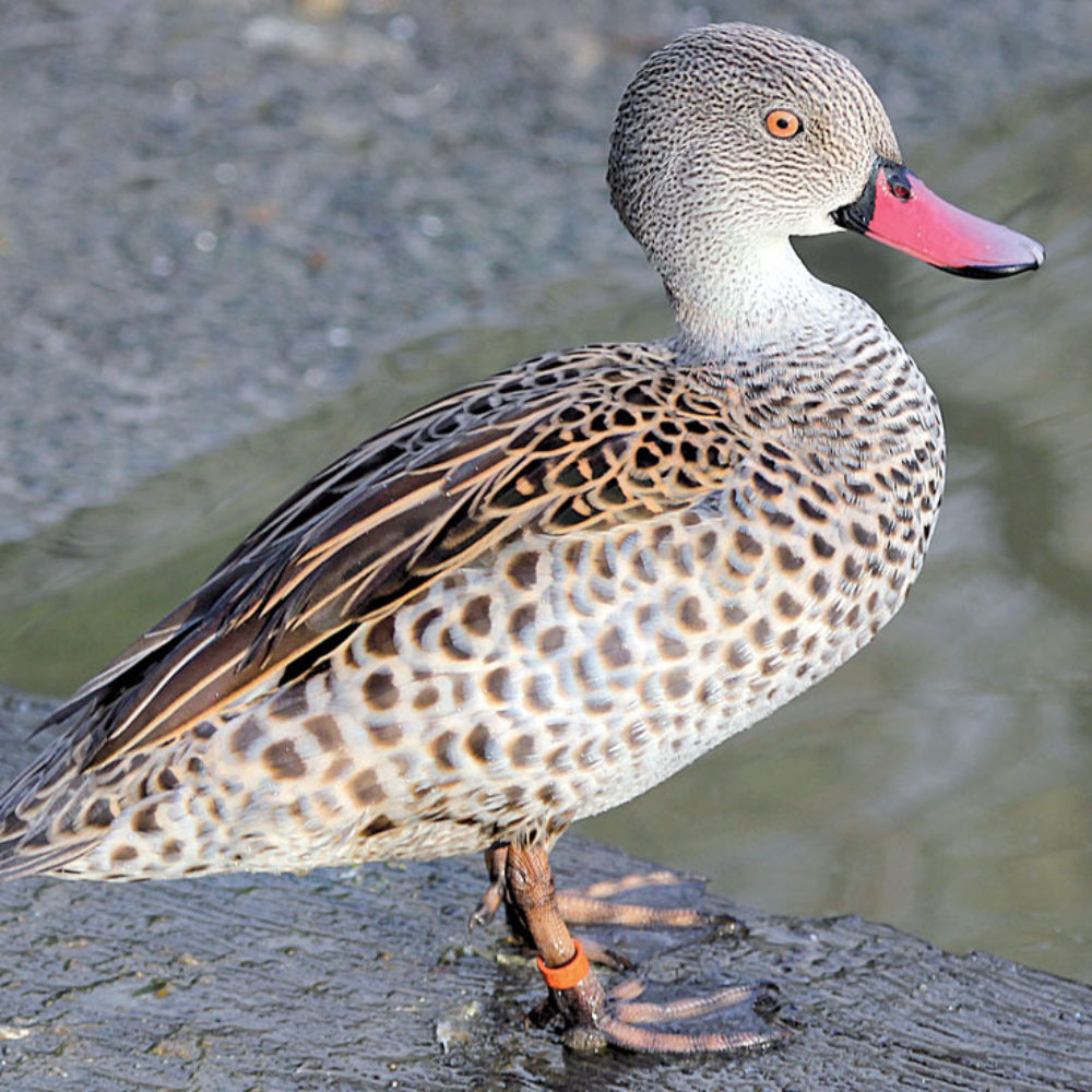 Vignette Sarcelle du Cap