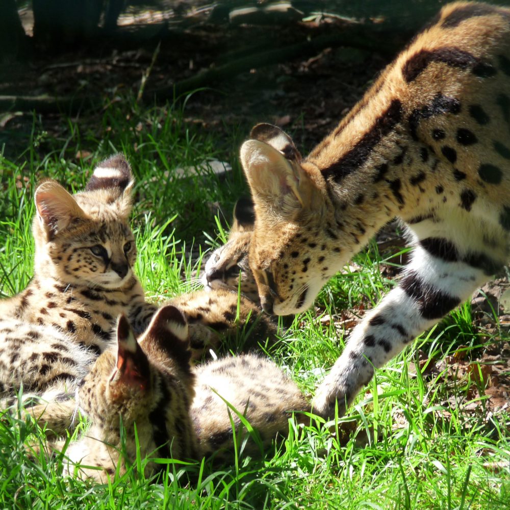 Vignette Serval