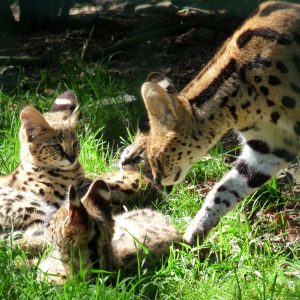 vignette Serval