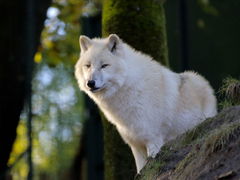 vignette Repas des loups arctiques