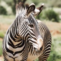 Vignette Zèbre de Grévy